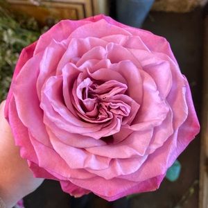 Meet your Posher, Alisha